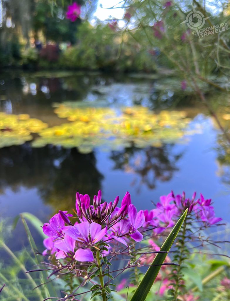 Monet's lily pond sunlit morning-