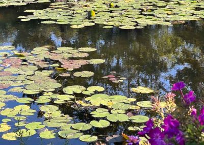 Monet's lily pond sunlit morning