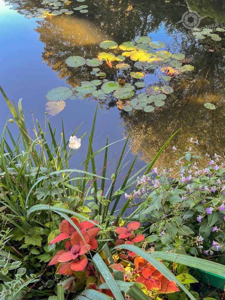 Monet's lily pond with reflections and red flowers