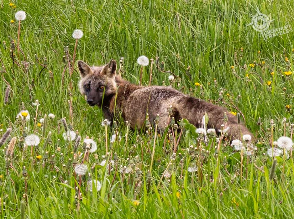 Fox near Cape Bonavista Lighthouse Newfoundland