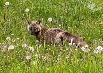 Fox near Cape Bonavista Lighthouse Newfoundland