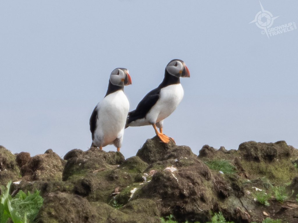 Pair of Puffins at Ellison, Newfoundland