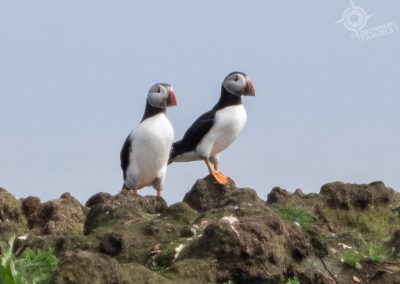 Pair of Puffins at Ellison, Newfoundland