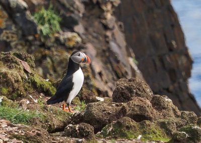 Puffin on cliffs Elliston Newfoundland