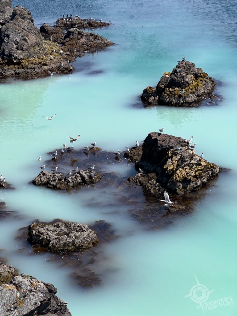 Spillars Cove with herring spawn Bonavista Newfoundland vert