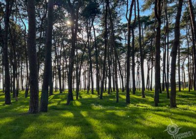 Vimy Ridge grounds