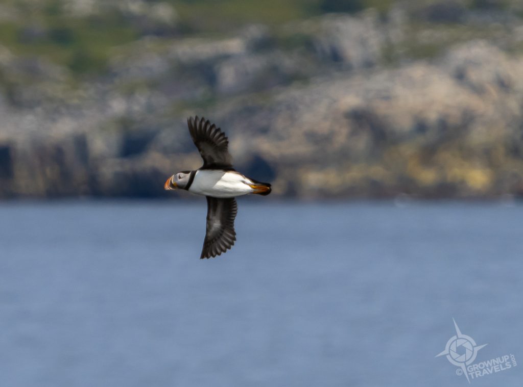 puffin flying near Ellison Newfoundland
