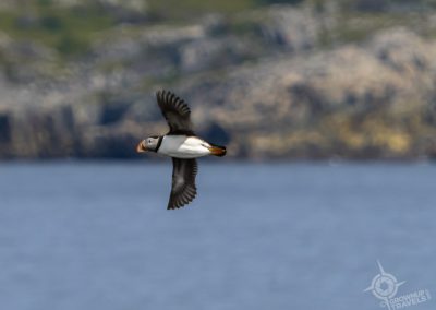 puffin flying near Ellison Newfoundland