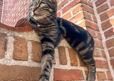 Cat hanging out in Bruges Belgium