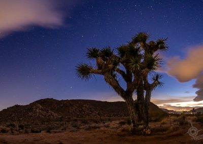 Joshua tree at twilight-2