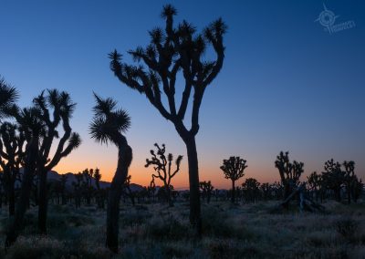 Joshua tree at twilight-3