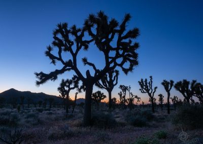 Joshua tree at twilight-4