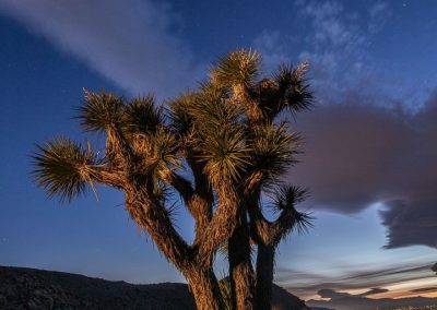 Joshua tree at twilight