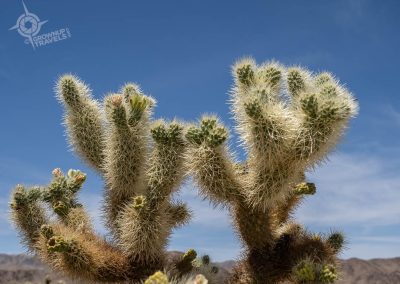 Joshua tree cacti