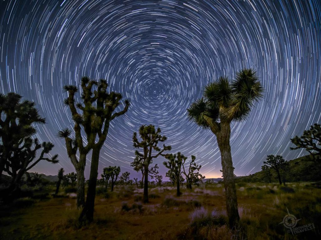 Joshua tree with circle startrails