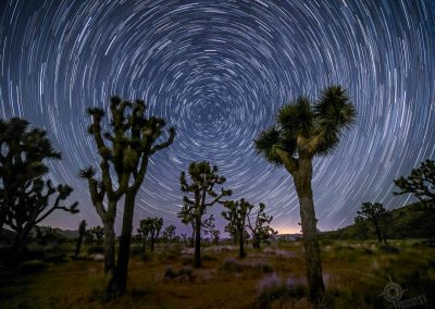 Joshua tree with circle startrails