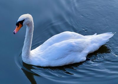 Swan Bruges Belgium