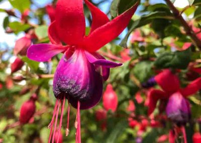 Evoca Gardens Ireland Fuscia flower