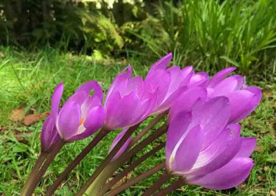 Evoca Gardens Ireland crocus