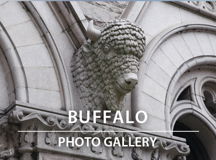 Buffalo Photo Gallery