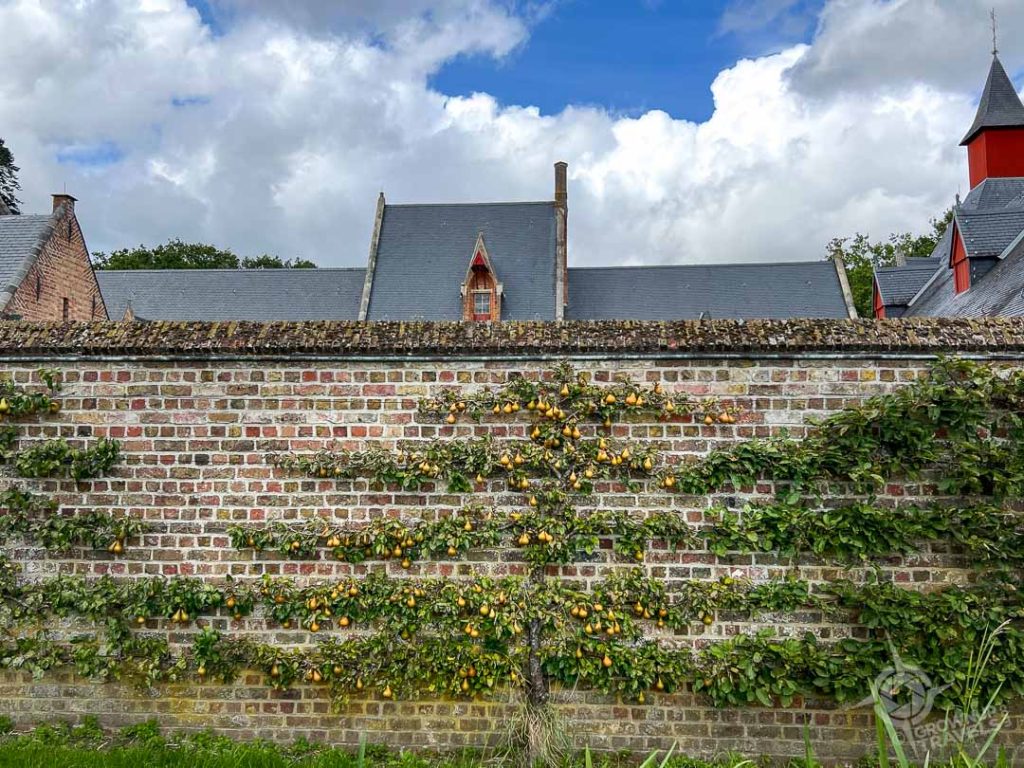 Pear Trees on courtyard Walls of Loppem Castle_
