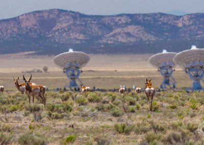 Pronghorns at Very Large Array New Mexico