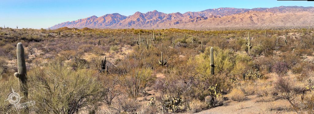 Saguaro National Park East Tucson