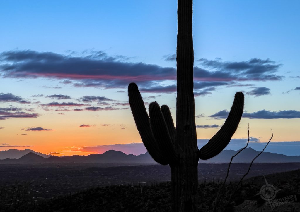 cactus after sunset on road to Mt. Lemmon Tucson