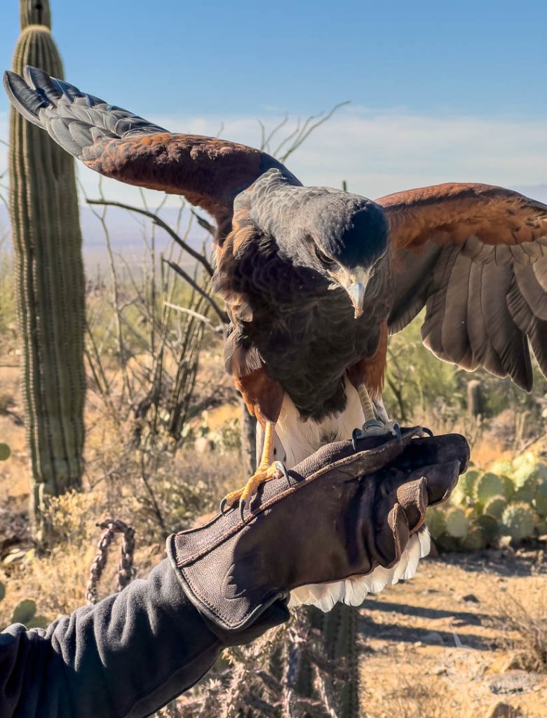 Handler with Hawk at Arizona Sonora Desert Museum