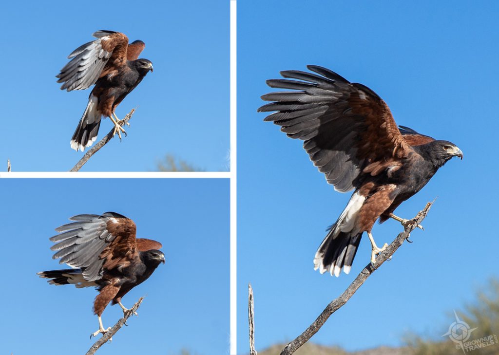 Harris Hawks Preparing to Launch at Arizona-Sonora Desert Museum