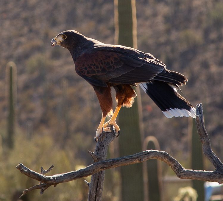 Dinosaurs, Raptors and More at Tucson’s Arizona-Sonora Desert Museum