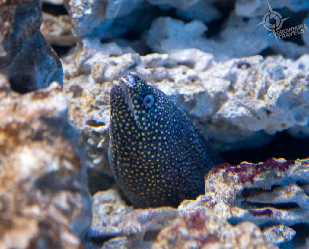 Moray Eel at the aquarium in the Desert Museum