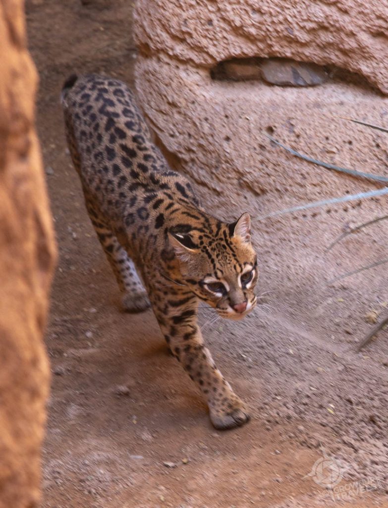 Ocelot in Cat Canyon Arizona-Sonora Desert Museum