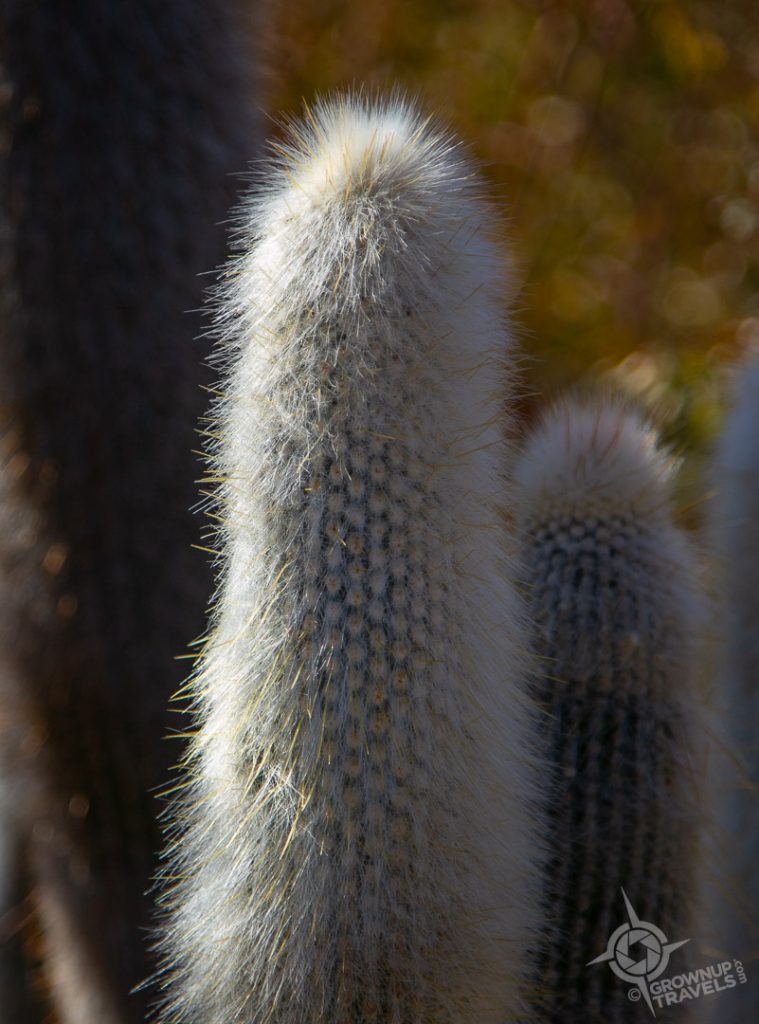 Old Man Cactus Arizona Sonora Desert Museum