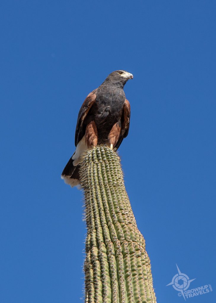Harris hawk hunting Arizona Sonora Desert Museum