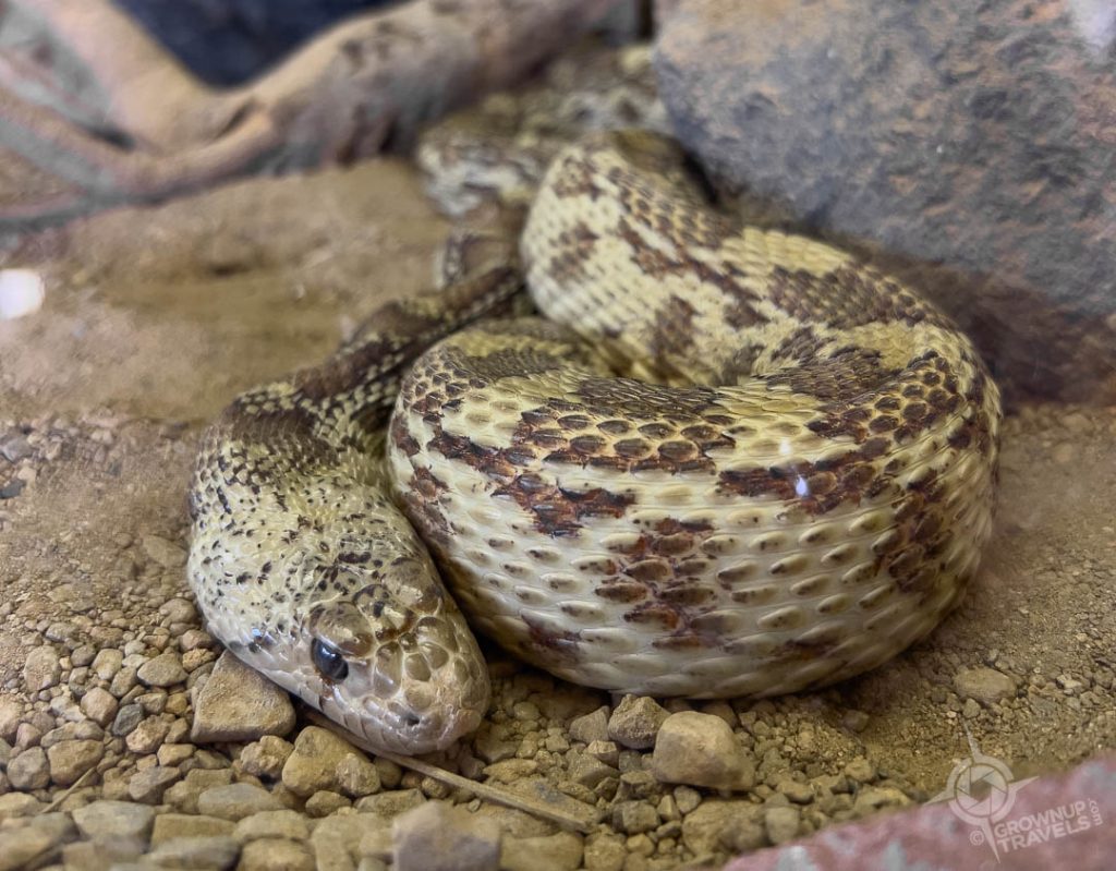 Rattler Arizona Sonora Desert Museum