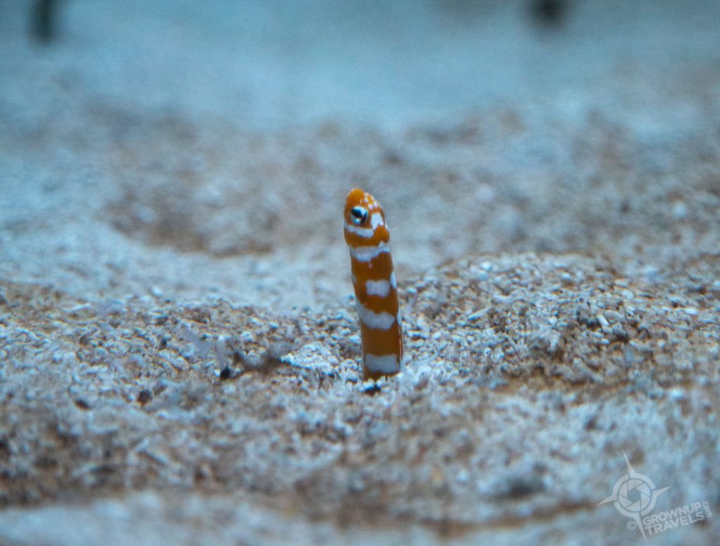 Tiny sand eels at the aquarium in the Desert Museum