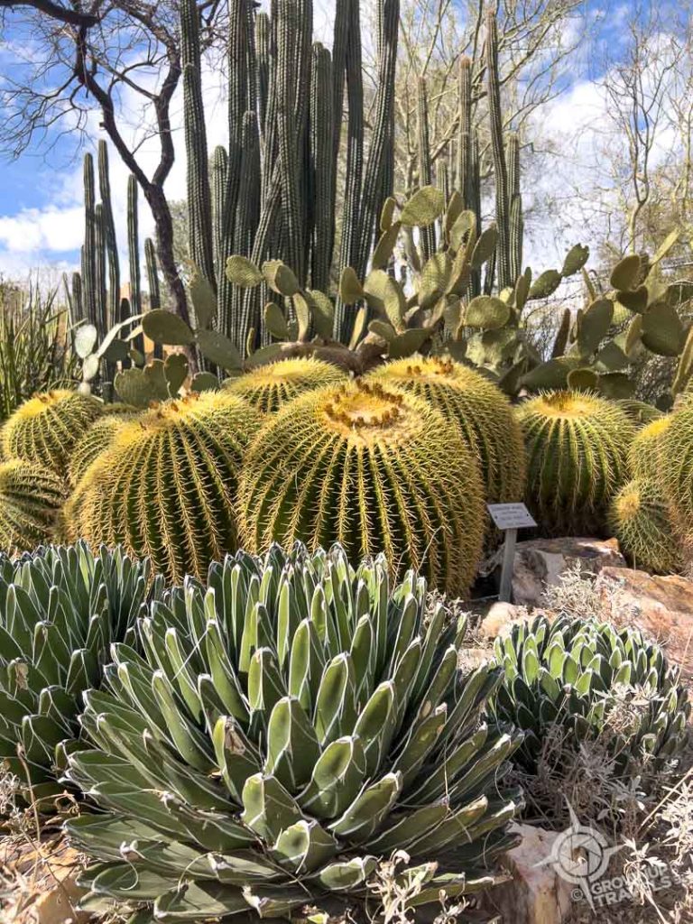 Cactus textures Tucson Botanical Gardens