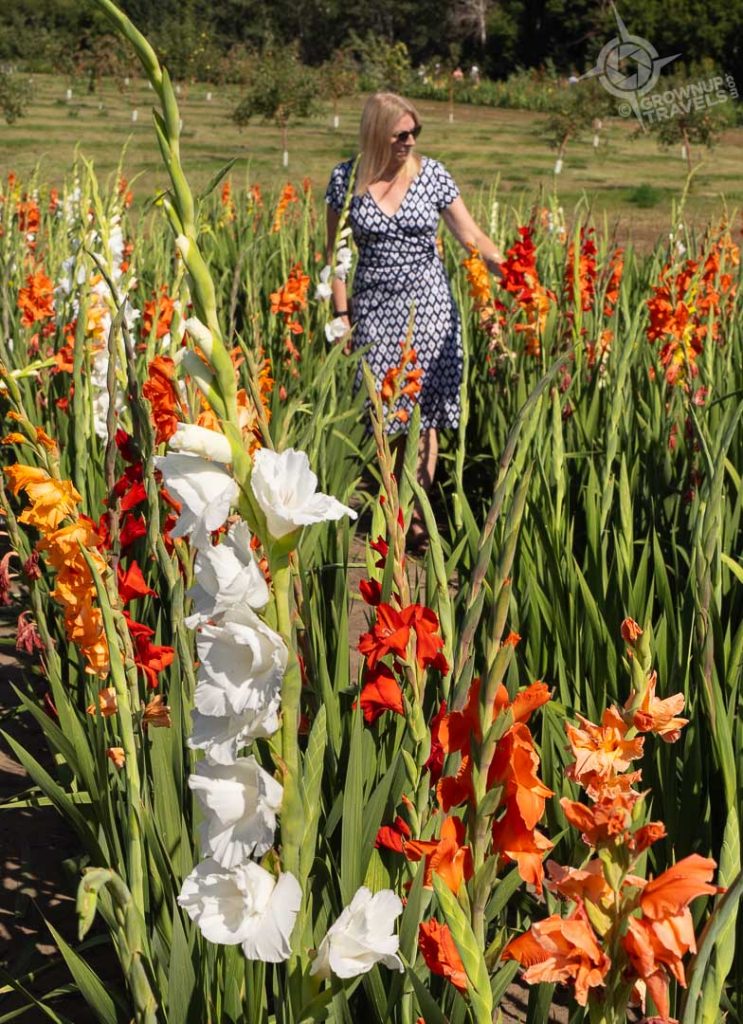 Black Fox u-pick flower gardens Saskatoon