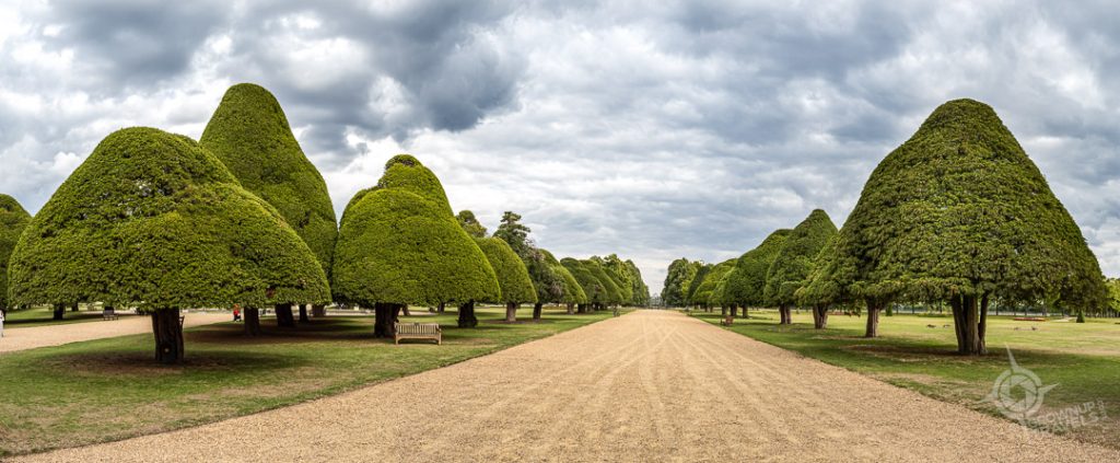Hampton Court Palace Yew Trees