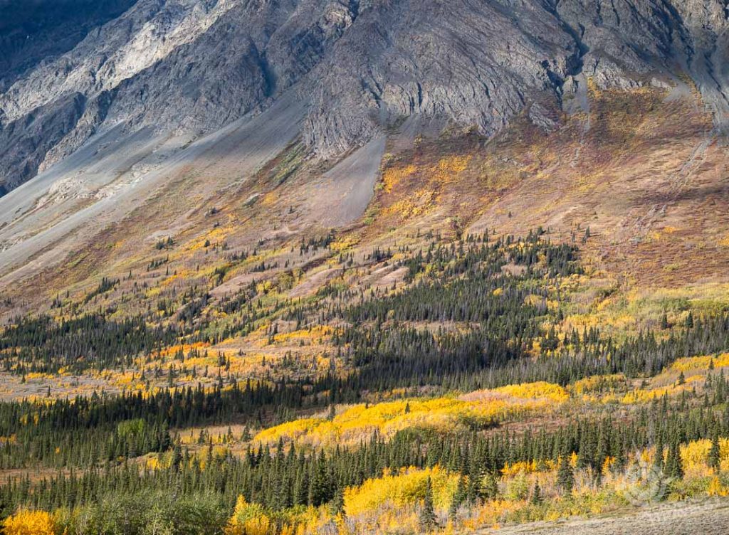 Alsek Valley gold fall colours on hills Yukon