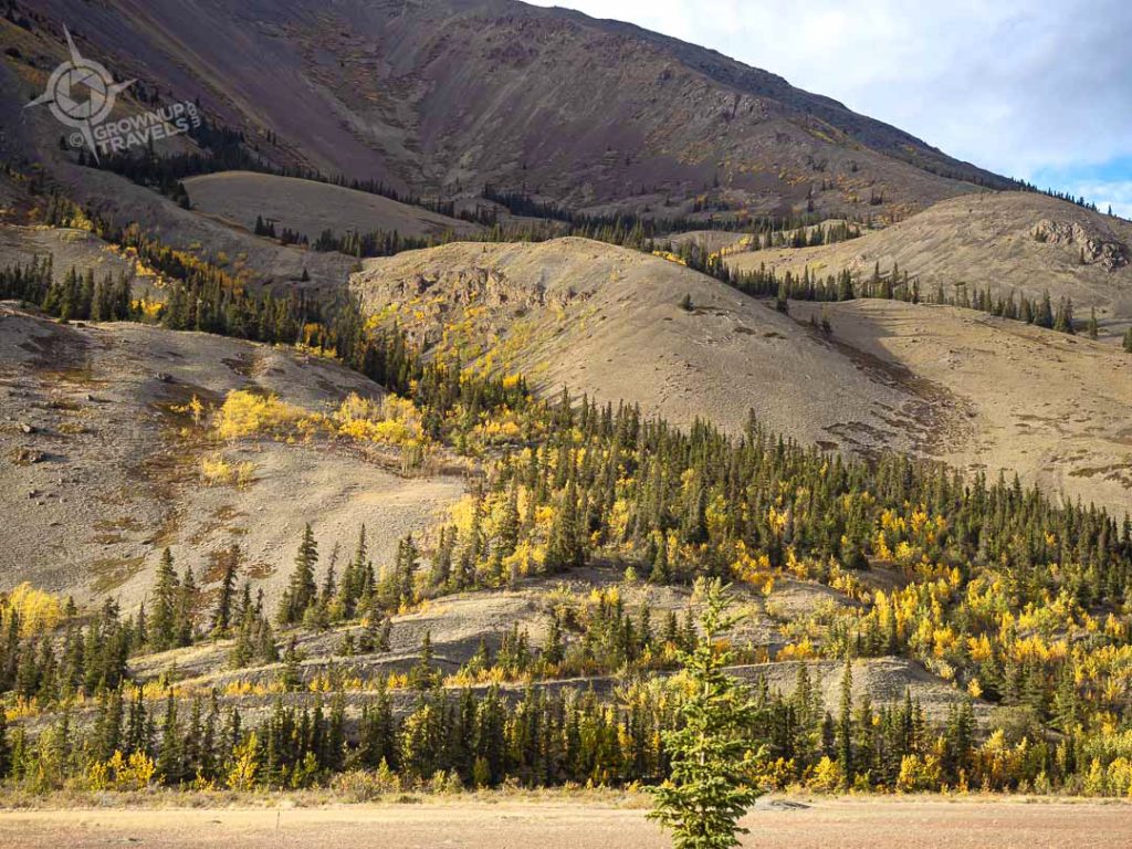 Sheep Mountain horiz trees and gold Yukon-1