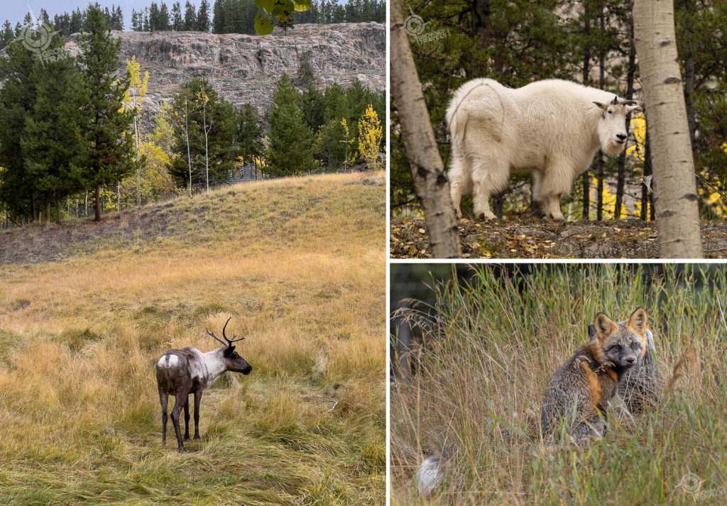 Yukon Wildlife Preserve animals