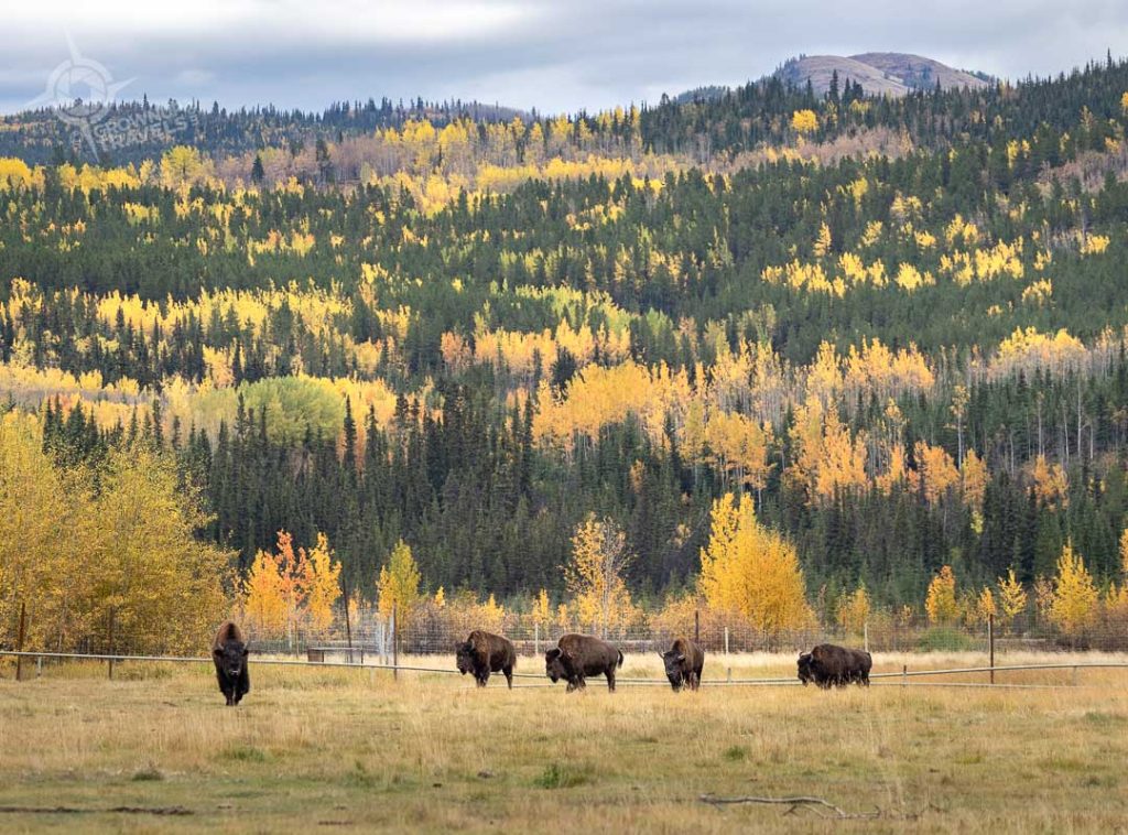 Yukon Wildlife Preserve bison