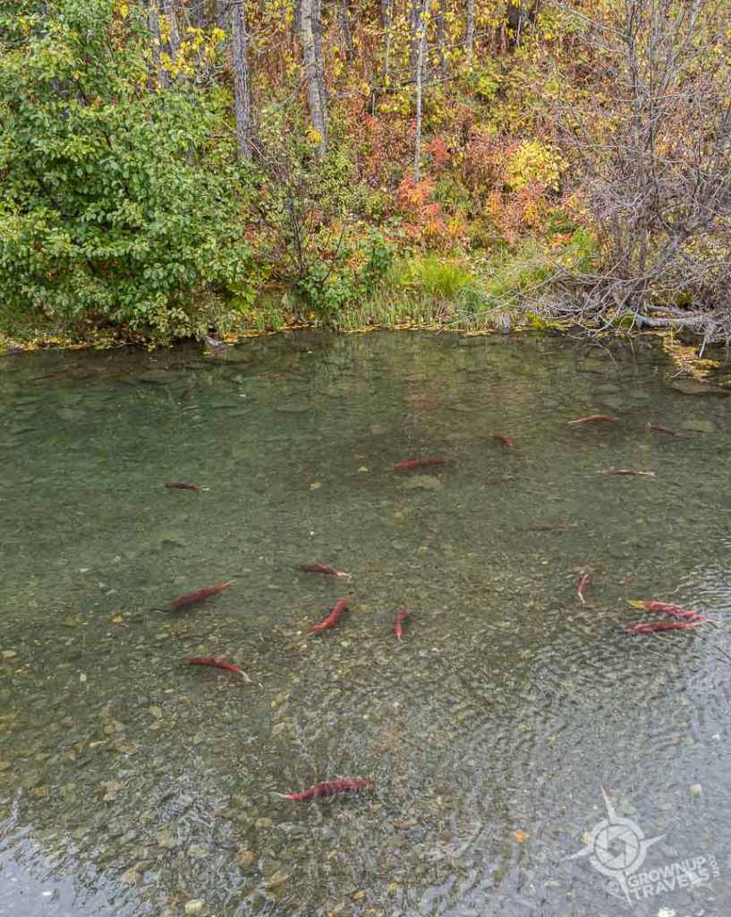 salmon spawning Klukshu village Yukon-1
