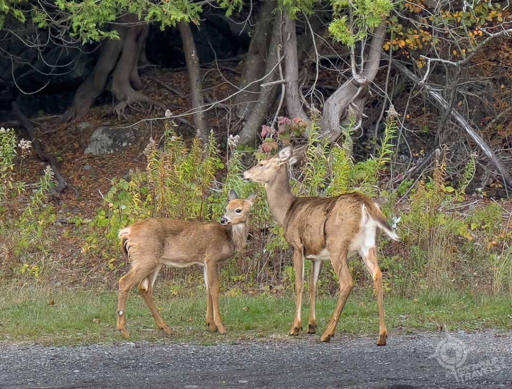 White tailed deer near Reversing Falls Saint John NB