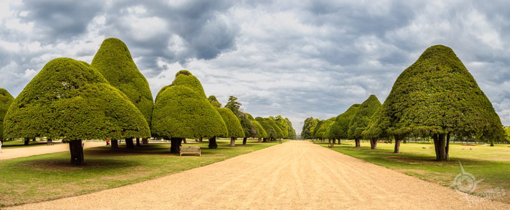 Yew trees in the Great Fountain Garden at Hampton Court