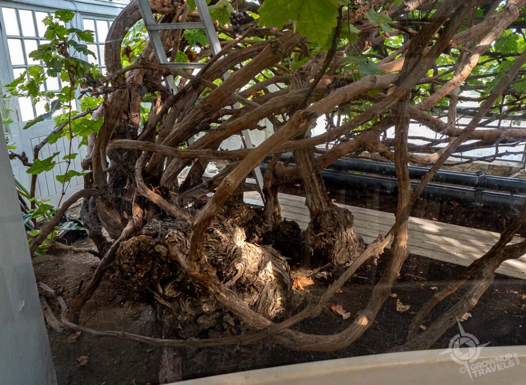 Hampton Court Palace Great Vine inside pavilion