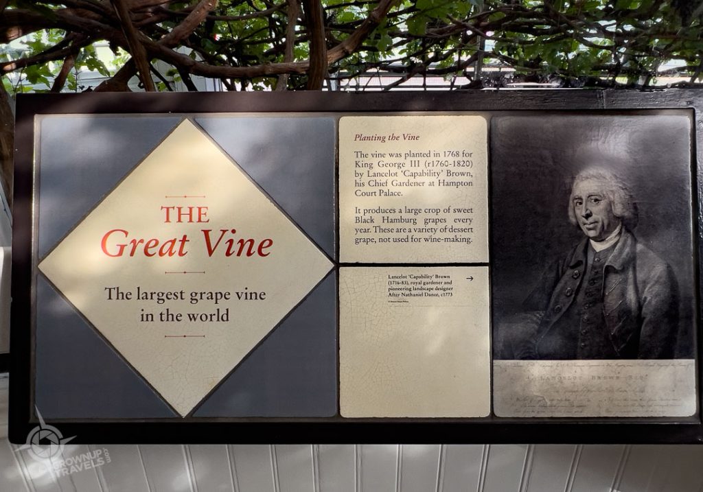 Lancelot Capability Brown Landscaper and the Great Vine