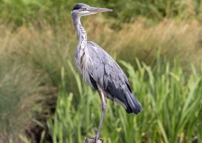 Great Blue Heron in Bushy Park near Kingston Upon Thames_
